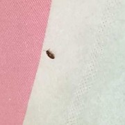 小猫怀孕肚子里有虫子吗,孕妇有蛔虫影响胎儿吗视频