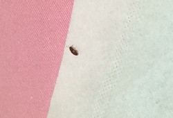 小猫怀孕肚子里有虫子吗,孕妇有蛔虫影响胎儿吗视频