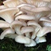 坐月子能不能吃菌菇,孕期可以吃蘑菇吗早期