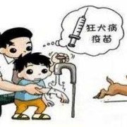 狂犬疫苗会影响胎儿吗（小孩打狂犬疫苗有副作用么）