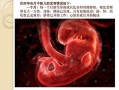 胎儿左右心室较不对称，怎么回事,促进胎儿心脏发育的食物