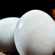 怀孕期可以吃鹅蛋吗（鹅蛋的功效与作用孕妇可以吃吗?有什么好处）