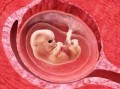 12周胎儿头臀径标准,怀孕12周的胎儿图片