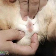 兔子孕期多长（兔子的孕期是多少）