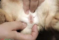 兔子孕期多长（兔子的孕期是多少）