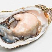 怀孕能不能吃生蚝,怀孕期间可以吃生蚝吗 女性