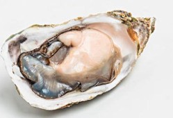 怀孕能不能吃生蚝,怀孕期间可以吃生蚝吗 女性