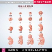 胎儿初期发育过程（胎儿初期发育过程）