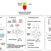 胎儿游离dna（细胞质里有没有游离dna）