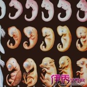 胎儿生长受限的原因（32周胎儿会不会出现生长受限）