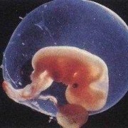 怀孕7周胎儿真实图片（6周的胎儿有多大？怀孕六周有胎芽了吗）