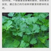 孕期能不能吃香菜（孕妇可以吃香菜吗？吃了对胎儿有什么影响吗？有坏处的吗）