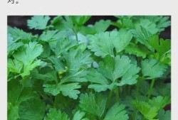 孕期能不能吃香菜（孕妇可以吃香菜吗？吃了对胎儿有什么影响吗？有坏处的吗）
