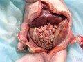 孕36周胎儿肠管扩张该怎么办,32周胎儿肠管扩张正常范围