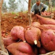 孕期梦见红薯（孕期梦见红薯）