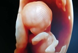 怀孕12周胎儿图片（怀孕12周胎儿图片真实）