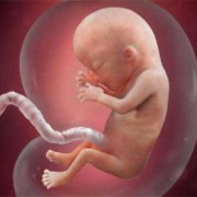25周胎儿在肚子里图片（怀孕25周，肚子有时候发紧什么原因）