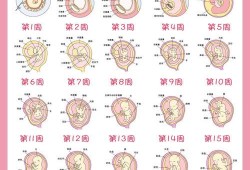 26周宫颈管26mm是不是太短了需要保胎吗,二十六周胎儿发育图片