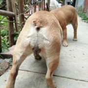 狗狗怀孕六十天还没生,今天吃了两个鸡腿桃子没红肿,狗孕期吃什么好