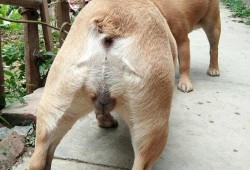 狗狗怀孕六十天还没生,今天吃了两个鸡腿桃子没红肿,狗孕期吃什么好