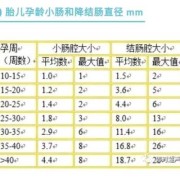 胎儿肠管正常范围（胎儿肠管正常范围是多少）