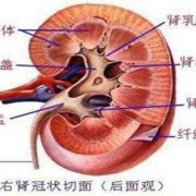 肾盂扩张是什么意思,胎儿肾盂扩张是什么意思