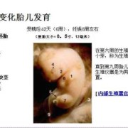 看胚胎形状测胎儿男女（看胚胎形状测胎儿男女准吗）