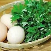 孕期可以吃艾草吗（孕期可以吃艾草吗冬天）