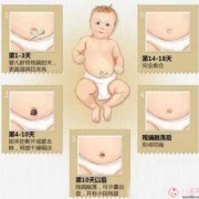 婴儿出生后脐带约什么时间掉,胎儿什么时候长脐带和胎盘