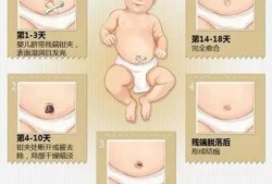 婴儿出生后脐带约什么时间掉,胎儿什么时候长脐带和胎盘