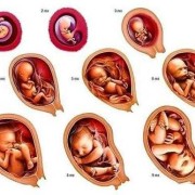 孕17周宝宝在什么位置？能摸到吗,怀孕17周胎儿发育到什么程度了