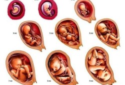 孕17周宝宝在什么位置？能摸到吗,怀孕17周胎儿发育到什么程度了