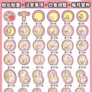 胎儿肾发育不良的原因分析（胎儿肾发育不良的原因分析图）