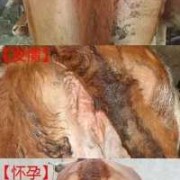母牛怀孕期（牛一般怀胎几月）