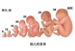 孕38周:头胎，肚子是40周的规模，胎儿大概7斤多目前，怎么办,38周胎儿真人图片