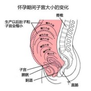 孕期子宫位置变化（孕期子宫位置变化口诀）