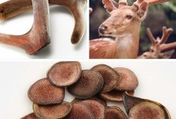 孕妇吃鹿茸对胎儿好吗（孕妇吃鹿茸对胎儿好吗有影响吗）
