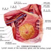 胸腺是什么器官有什么功能,胎儿胸腺大小正常值