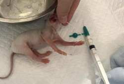 胎儿腹膜炎（猫早产是什么）