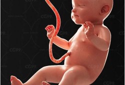 胎儿脐带（什么是新生儿脐带）