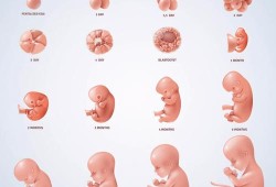 怀孕中期胎儿有时候不动正常吗,胎儿长得慢是什么原因引起的
