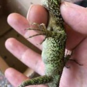 蜥蜴孕期（蜥蜴孕期是多少天）
