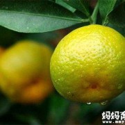 孕妇可以吃橘子吗，吃了孩子容易得黄疸吗,孕期可以吃蜂蜜吗早期
