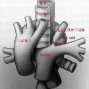 右动脉弓的胎儿能要吗（主动脉弓是什么意思）