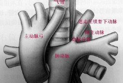 右动脉弓的胎儿能要吗（主动脉弓是什么意思）