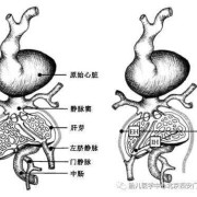 胎儿右脐静脉什么意思（胎儿右脐静脉可能什么意思）