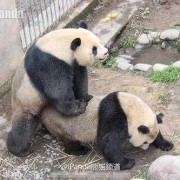 动物繁殖与交配,孕期搭配衣服