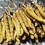 孕期可以吃虫草吗（孕期可以吃虫草吗?）