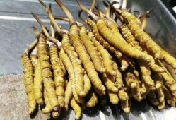 孕期可以吃虫草吗（孕期可以吃虫草吗?）