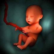 17周胎儿图片（17周胎儿图片 真实）